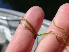 Potamogeton berchtoldii