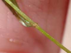 Potamogeton berchtoldii