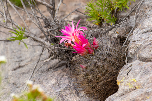 Eriosyce senilis