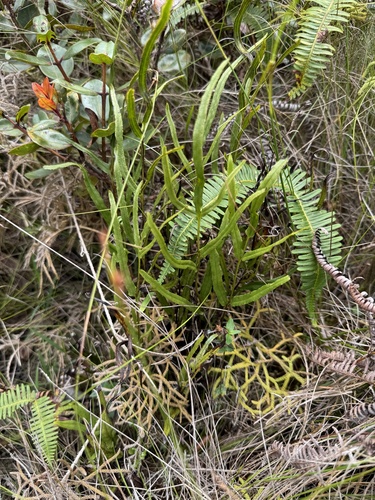 Lindsaea ensifolia iNat (1)