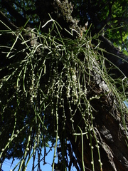 Rhipsalis shaferi