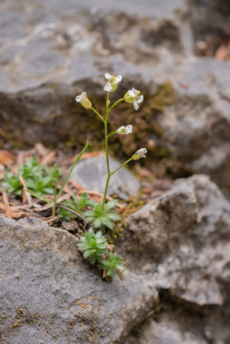 Draba oreibata