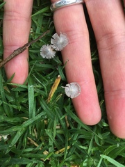 Coprinopsis friesii