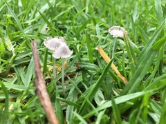 Coprinopsis friesii