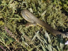 Dolichophis caspius