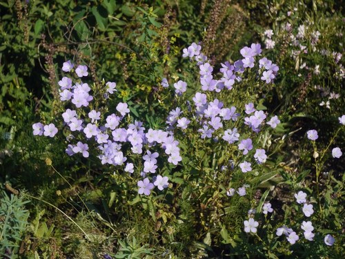 Linum hirsutum