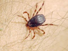 Hyalomma