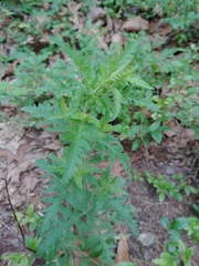 Aureolaria pedicularia