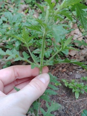 Aureolaria pedicularia