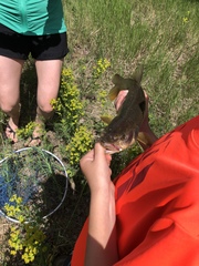 Ptychocheilus oregonensis