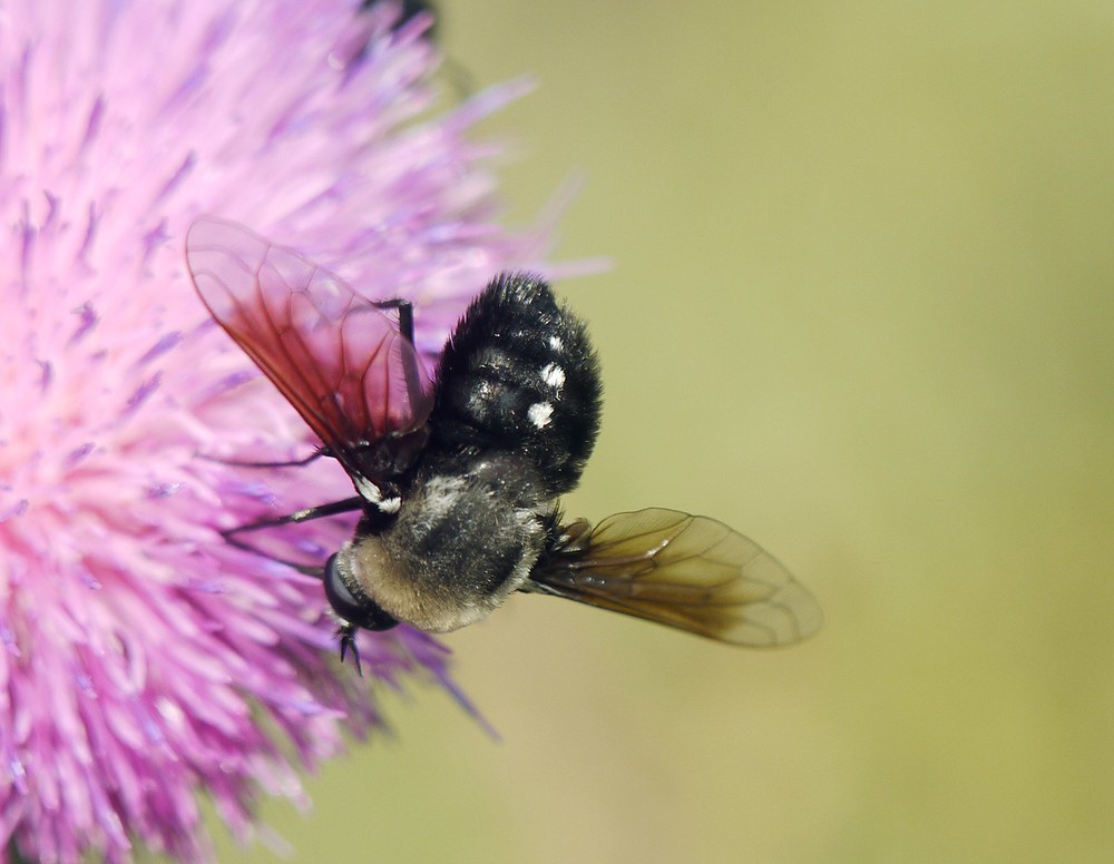 Bombomyia vertebralis