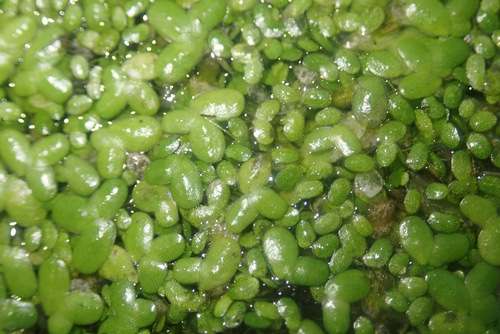 Image of Lemna minuta by (c) Thomas Gyselinck, some rights reserved (CC BY)