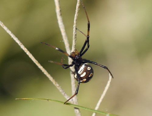 European Black Widow