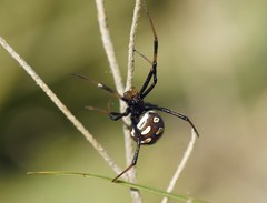 Latrodectus tredecimguttatus