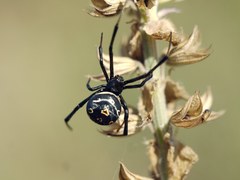 Latrodectus tredecimguttatus
