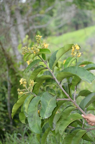Lecythis tuyrana Pittier