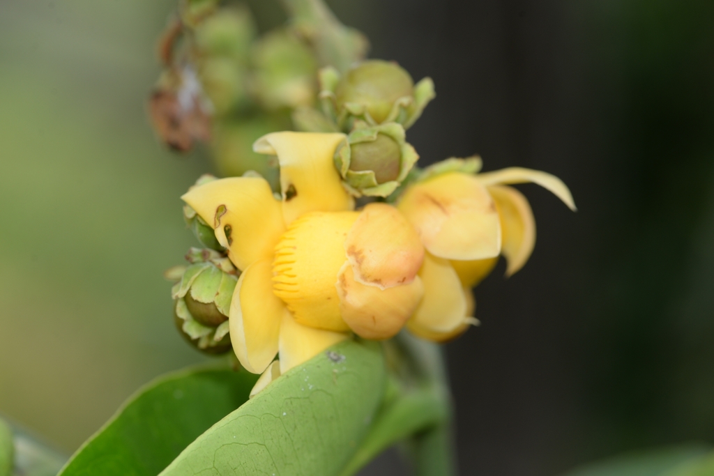 Lecythis tuyrana