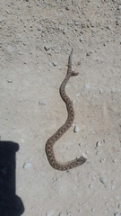 Heterodon nasicus