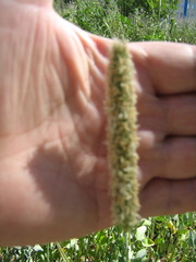 Phleum pratense