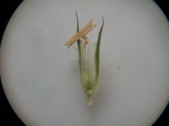Phleum pratense
