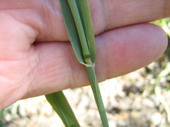 Phleum pratense