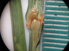 Phleum pratense