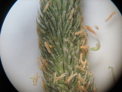 Phleum pratense