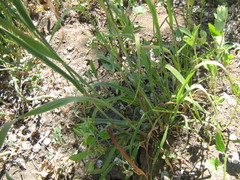 Phleum pratense