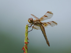 Libellula semifasciata