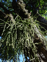 Rhipsalis shaferi