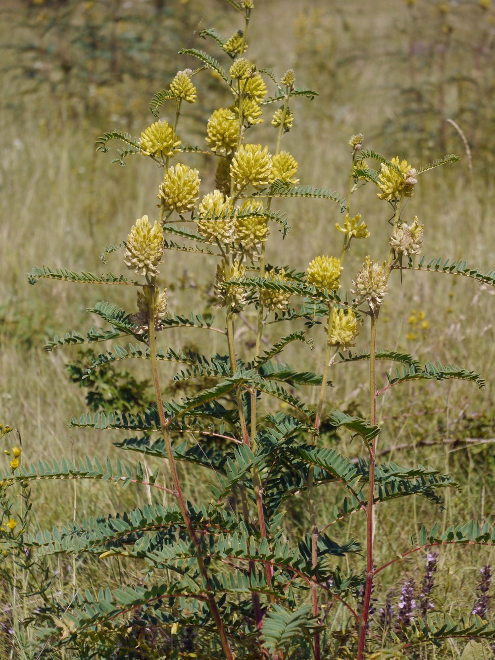 Astragalus ponticus