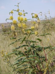 Astragalus ponticus