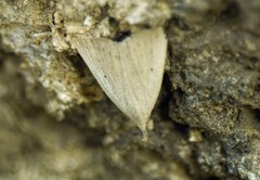 Macrochilo cribrumalis