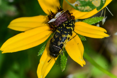Acmaeodera pulchella