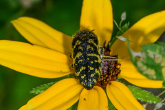 Acmaeodera pulchella