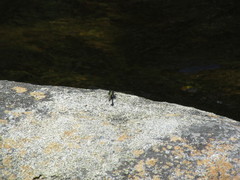 Ophiogomphus carolus