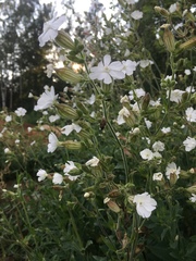 Silene latifolia