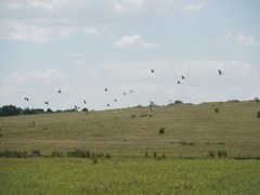 Ciconia ciconia