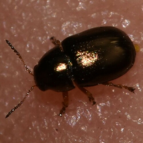 Diachus auratus observed 2024-08-18