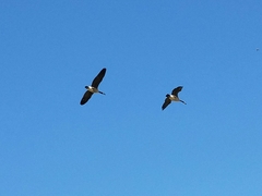 Branta canadensis