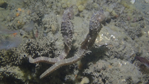 Short-snouted Seahorse, Zeeuwse meren, 158_13_400, NL, photo 3 of 10