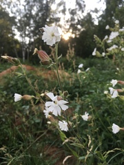 Silene latifolia