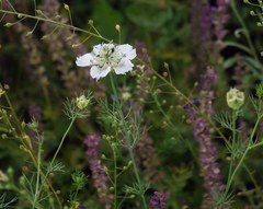 Nigella arvensis