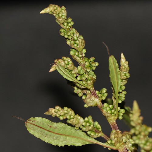 Rumex crispus, 2024-08-18