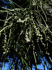 Rhipsalis shaferi