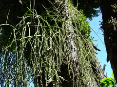 Rhipsalis shaferi