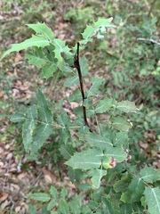Berberis swaseyi