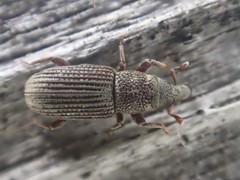 Dryophthorus americanus