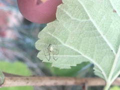 Enoplognatha ovata