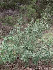 Berberis swaseyi